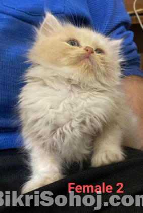 Pure Persian Kitten